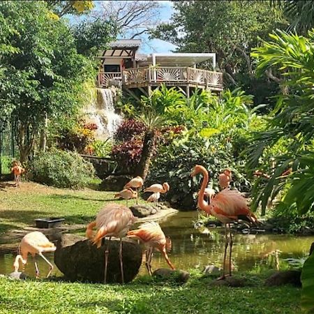 Apartamento La Perle D'Alice Deshaies Exterior foto